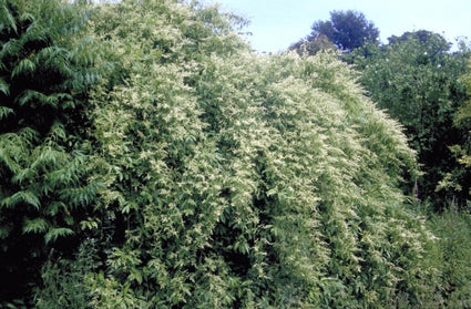 Chinese Liguster - Ligustrum sinense 'Pendulum'