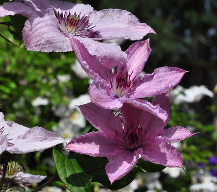 Clematis 'Hagley Hybrid'