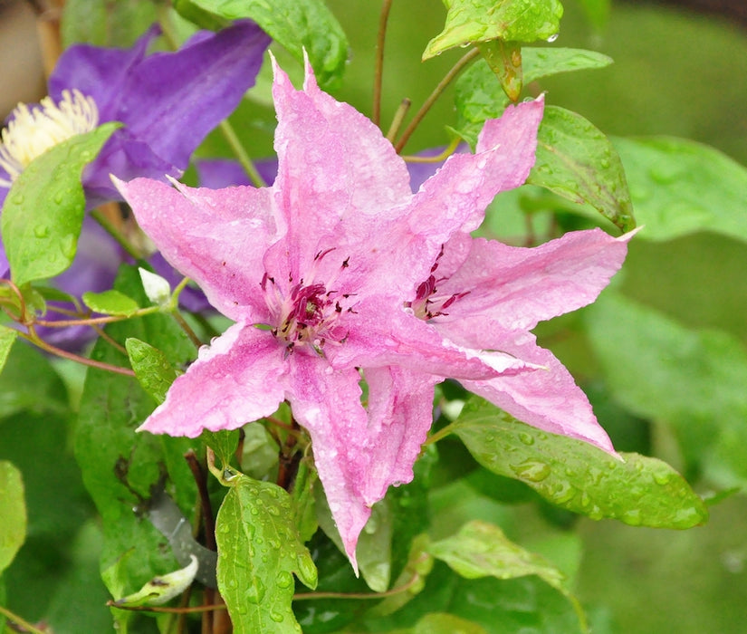 Clematis 'Hagley Hybrid'