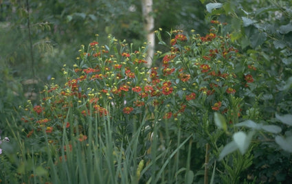 Zonnekruid - Helenium 'Rubinkuppel'