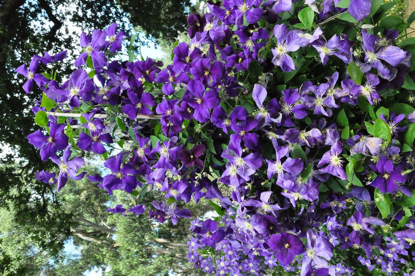 Clematis 'Jackmanii Superba'