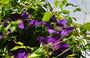 Clematis 'Lady Betty Balfour'