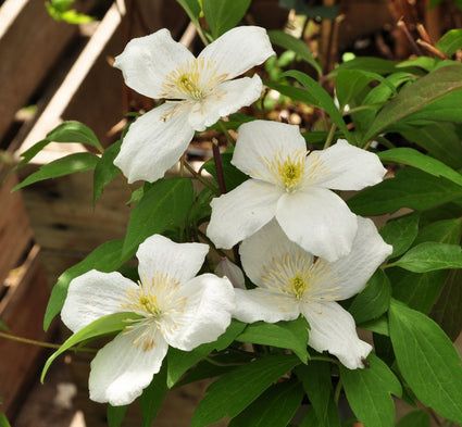 Clematis montana 'Grandiflora'