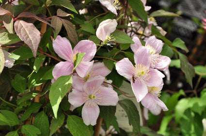 Clematis montana 'Mayleen'