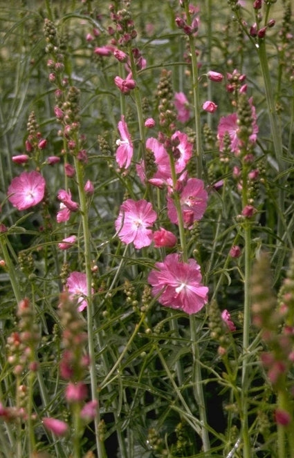 Griekse malva - Sidalcea 'Rosanna'