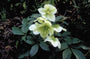 Kerstroos - Helleborus x nigricors 'White Beauty'