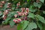 Clerodendrum trichotomum