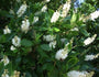 Clethra alnifolia bloei zomer