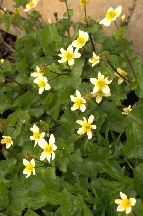 Caltha palustris var. alba