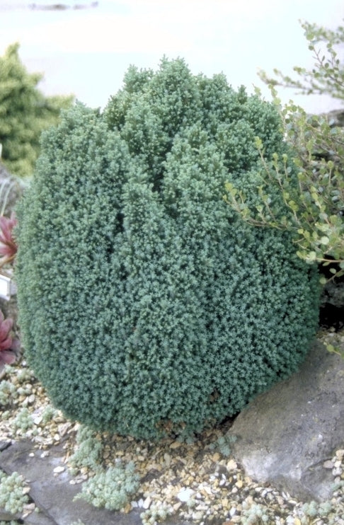 Dwergcipres - Chamaecyparis lawsoniana 'Nymph'