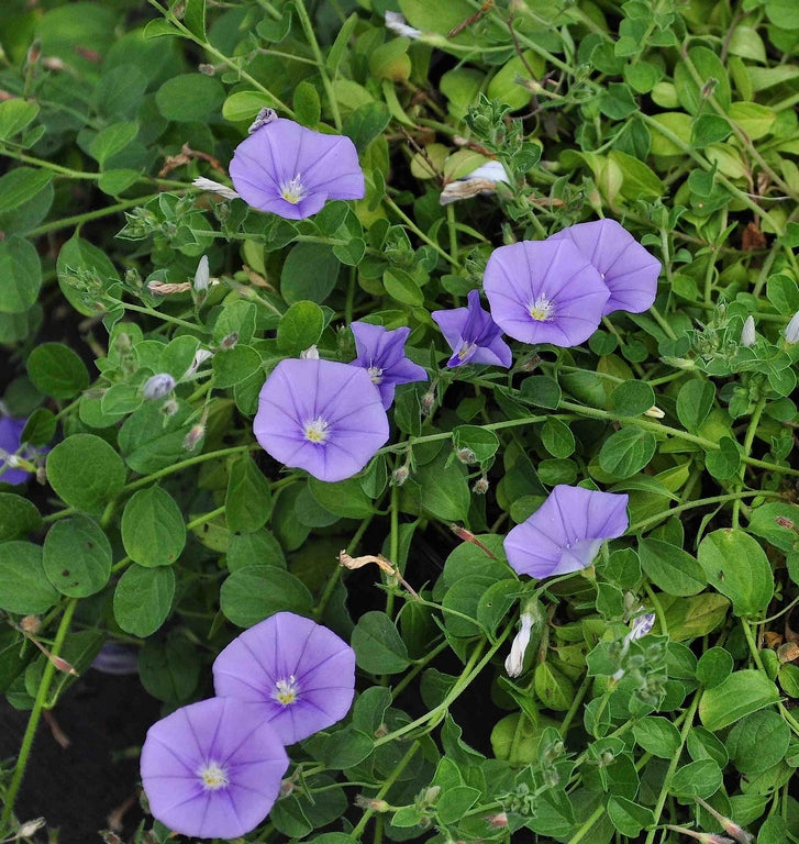 Winde - Convolvulus Mauritanicus