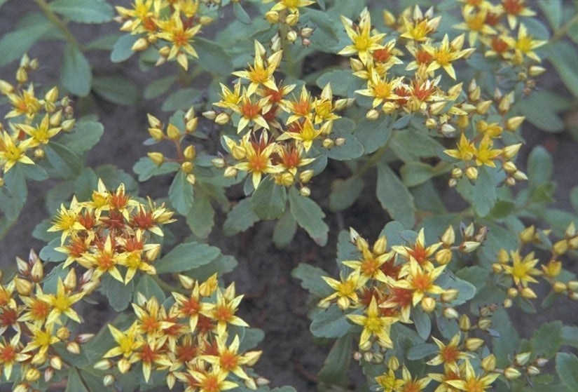 Sedum kamtschaticum