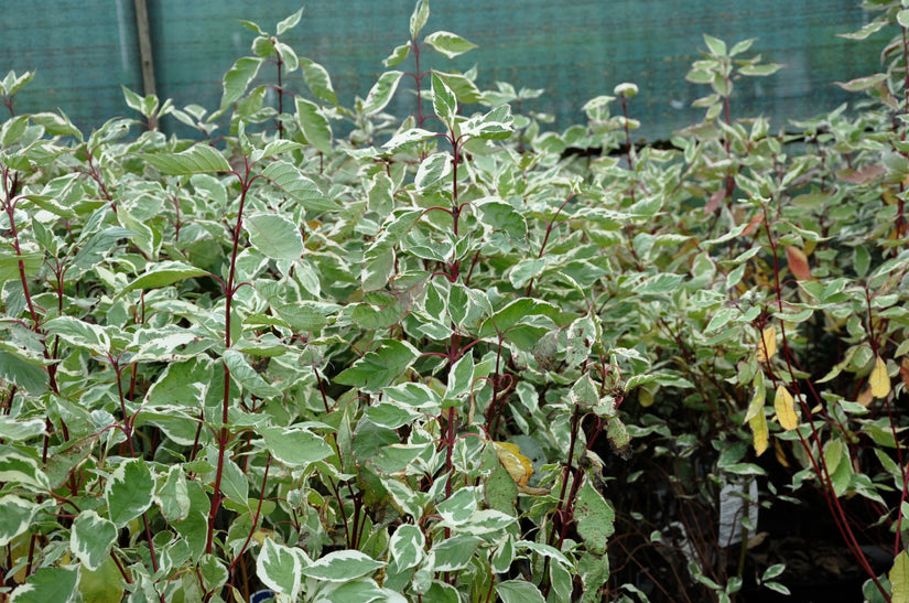 Witte kornoelje - Cornus alba 'Elegantissima'