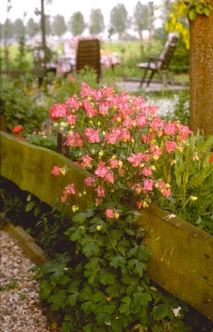 Wilde Akelei - Aquilegia vulgaris 'Garden Party'