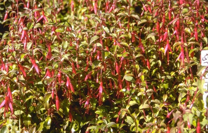 Fuchsia magellanica var. gracilis