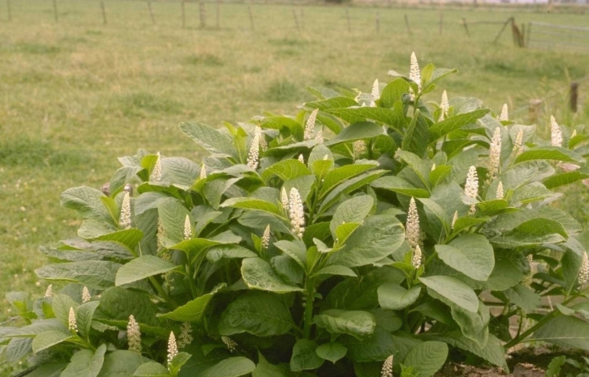 Indische karmozijnbes 'Phytolacca acinosa'