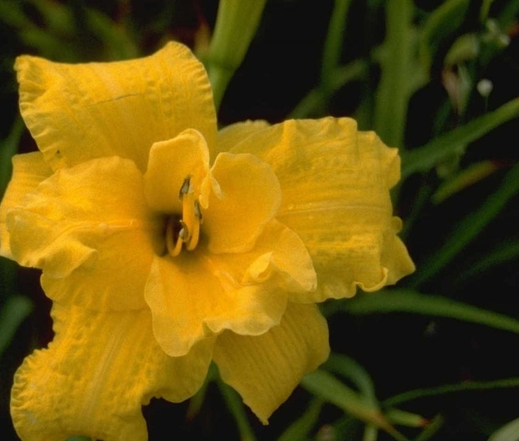 Daglelie - Hemerocallis 'Preston John'