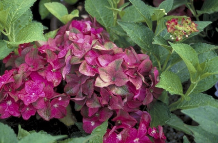 Hortensia - Hydrangea macrophylla 'AB Green Shadow'