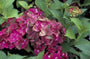 Hortensia - Hydrangea macrophylla 'AB Green Shadow'