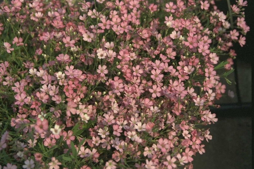 Kruipend gipskruid - Gypsophila repens 'Rosa Schönheit'