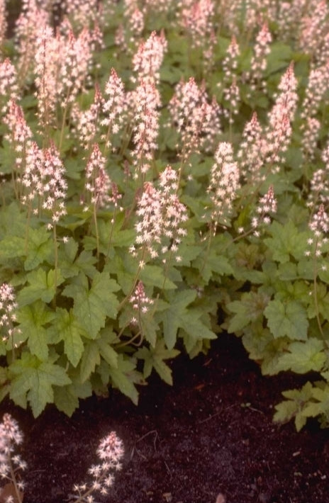 Schuimbloem - tiarella cordifolia 'Oakleaf'