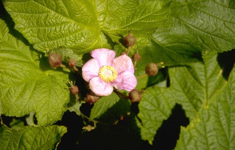 Roodbloeiende framboos - Rubus odoratus