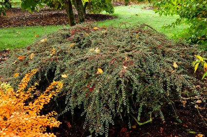 Cotoneaster horizontalis