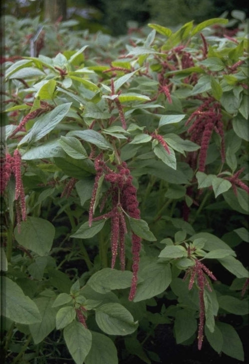 Amaranthus caudatus