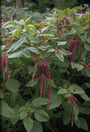 Amaranthus caudatus