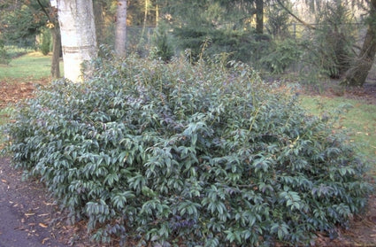 Druifheide - Leucothoe walteri