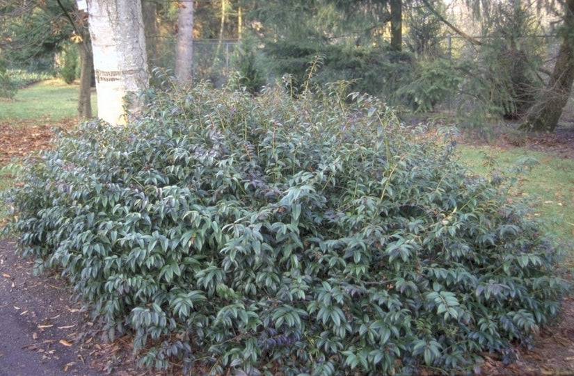 Druifheide - Leucothoe walteri