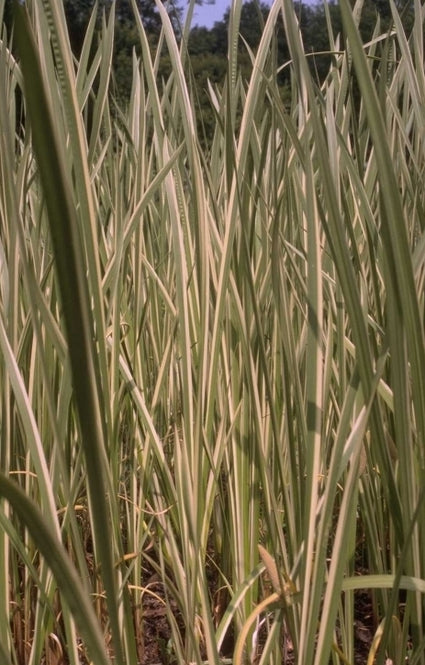 Acorus calamus 'Variegatus'