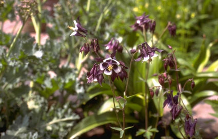 Wilde Akelei - Aquilegia vulgaris 'Adelaide Addison'