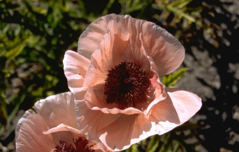 Oosterse klaproos - Papaver orientale 'Showgirl'