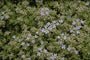 Tijm - Thymus 'Hartington Silver'