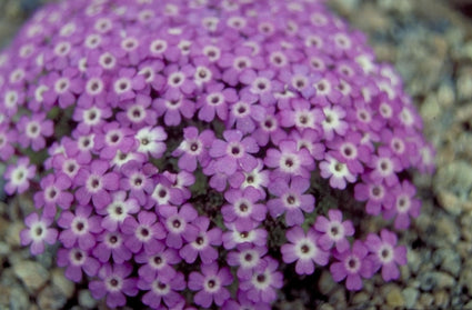 Dionysia - Dionysia involucrata