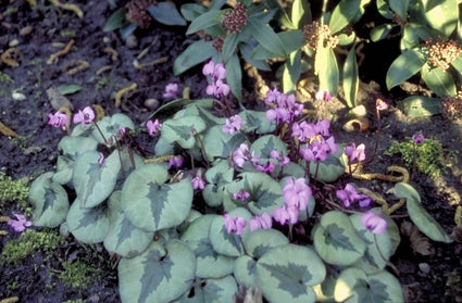 Cyclaam - Cyclamen coum 'Christmas Tree Pattern'