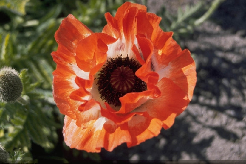Oosterse klaproos - Papaver orientale 'Pinnacle'