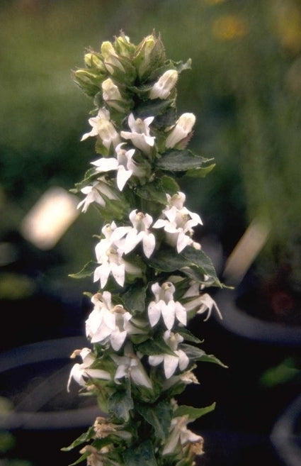 Lobelia - Lobelia siphilitica 'Alba'