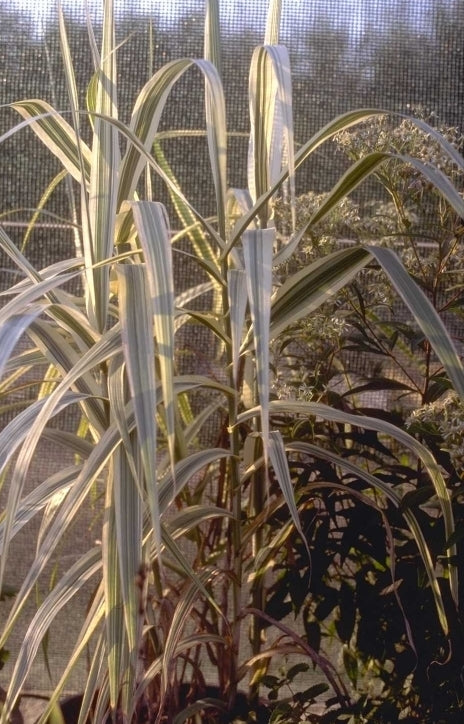 Reuzenriet - Arundo donax 'Versicolor'