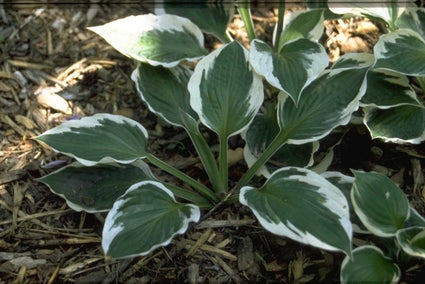 Hartlelie - Hosta 'Patriot'