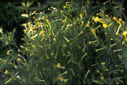 Polemonium pauciflorum