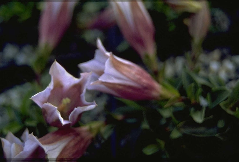 Stengelloze gentiaan - Gentiana acaulis 'Alboviolacea'