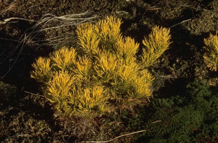 Pinus mugo 'Carsten'