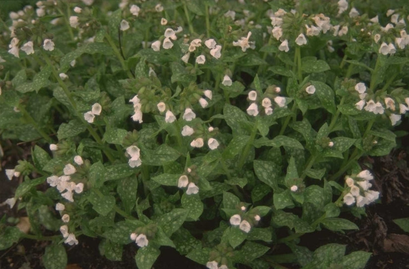 Longkruid - Pulmonaria officinalis 'Sissinghurst White'