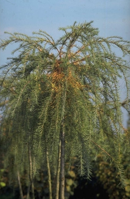 Japanse larix - Larix kaempferi 'Pendula'