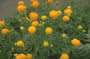 Trollius 'Earliest of All'