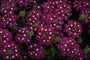 Verbena - Verbena 'Romance Violet with Eye'