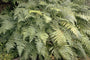 Wijfjesvaren - Athyrium filix-femina 'Minutissimum'