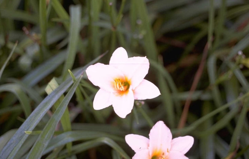 Daglelie - Hemerocallis 'Baby Doll'